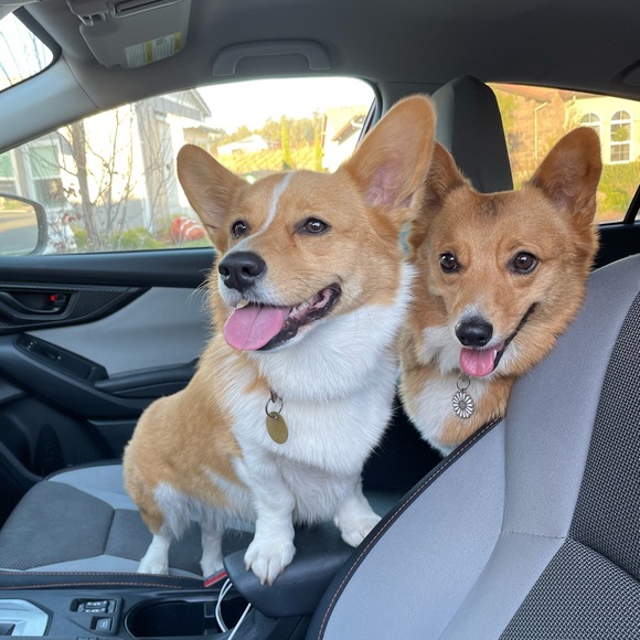 Hi! I’m a new Posh Ambassador II - Picture 4 of 4